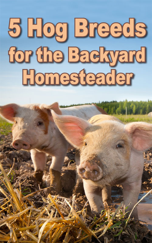 Hog Breeds